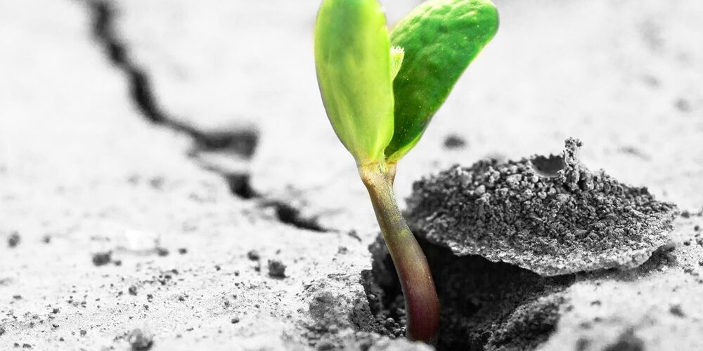 Rising Sprout On Dry Ground.