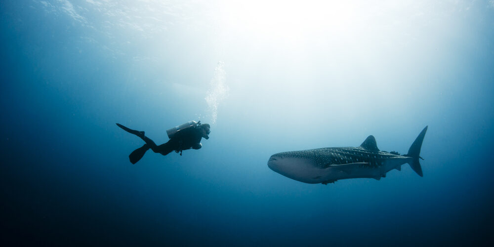Scuba Diver Approaches A Whale Shark By Shane Gross Via Shutterstock