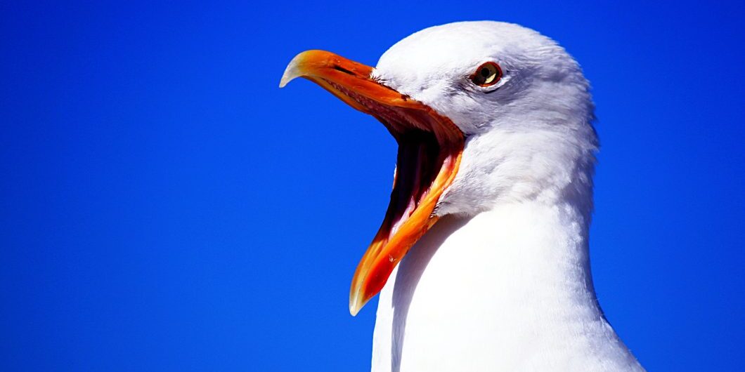 Seagull 249638 Y Cocoparisienne Via Pixabay Cc0 1.0