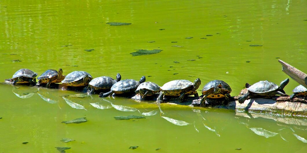 Turtles Teamwork By Slalomgigante Via Istock