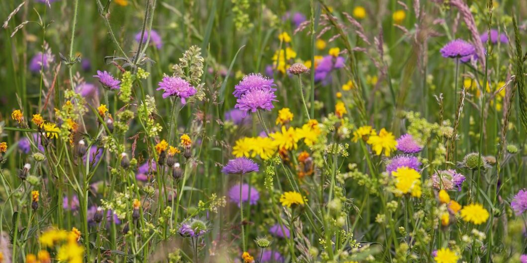 Wild Flower Meadow 3386014x