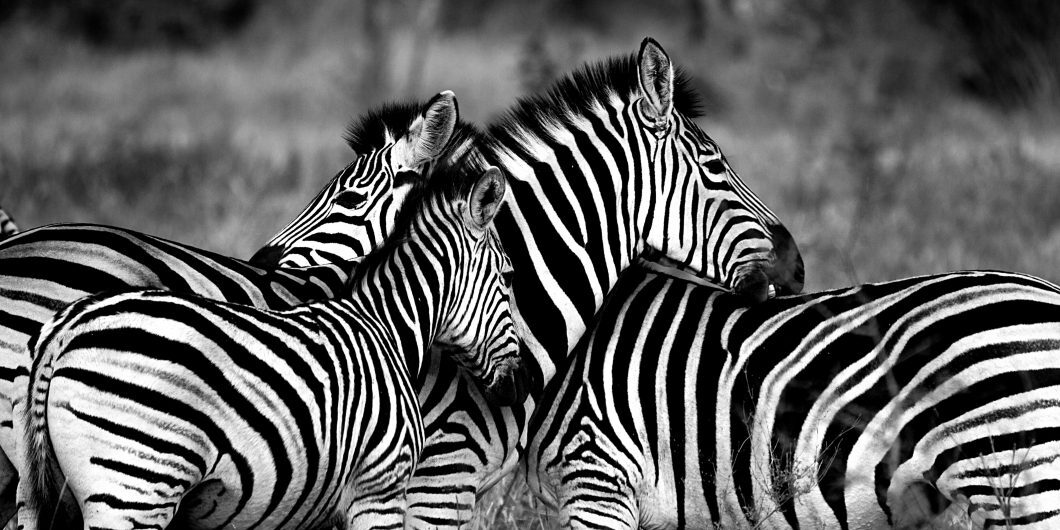 Zebra 1141302 By Ajay Lalu Via Pixabay Cc0 1.0