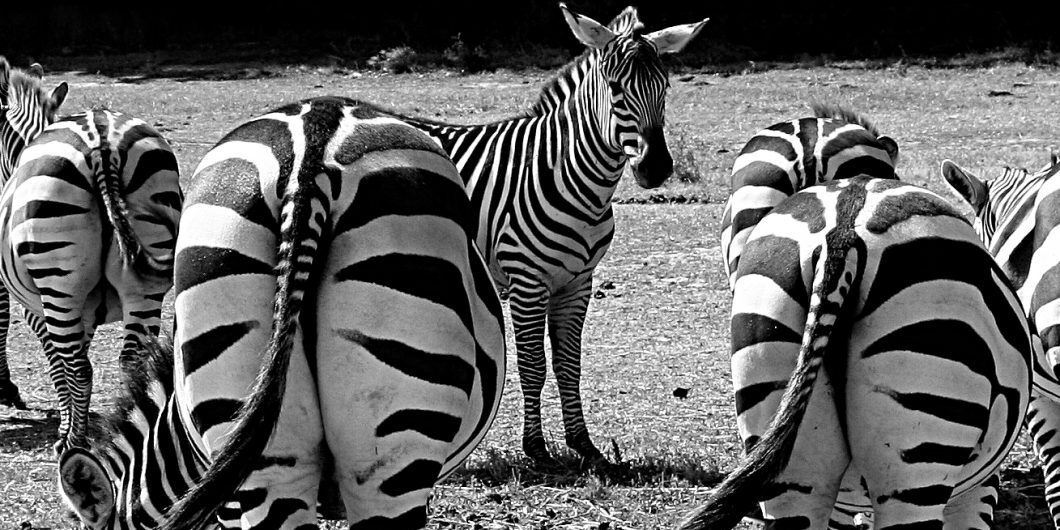Zebras 1081445